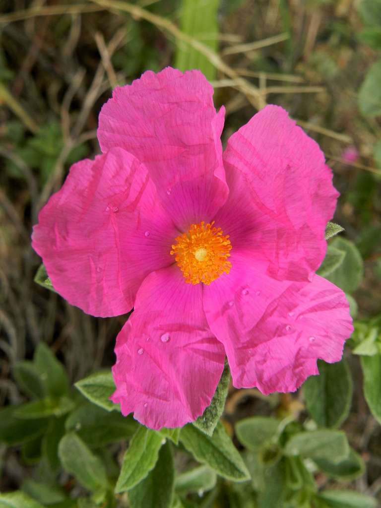 Cistus sp.